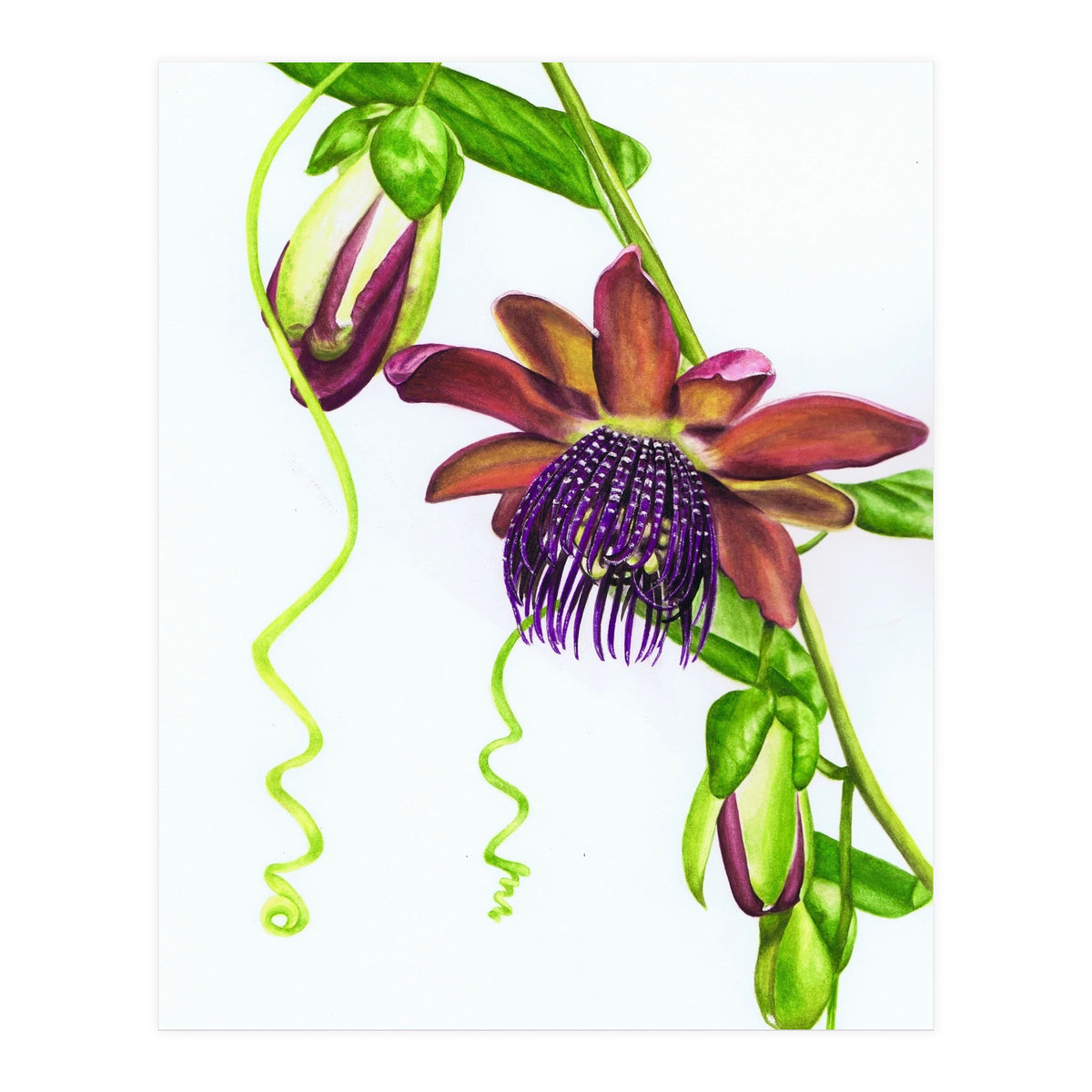 Giant Granadilla (Print Only)