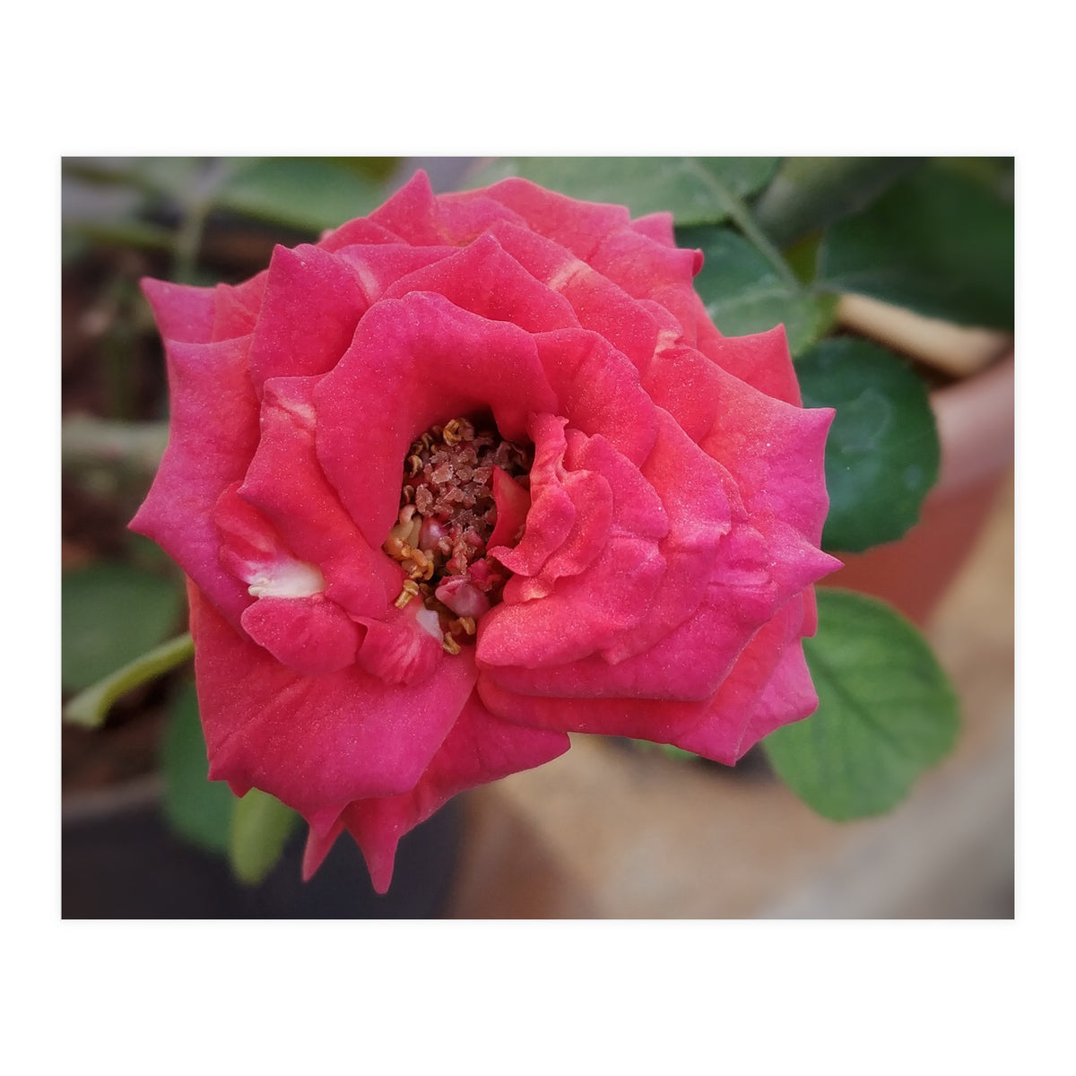 Blooming Red Rose (Print Only)