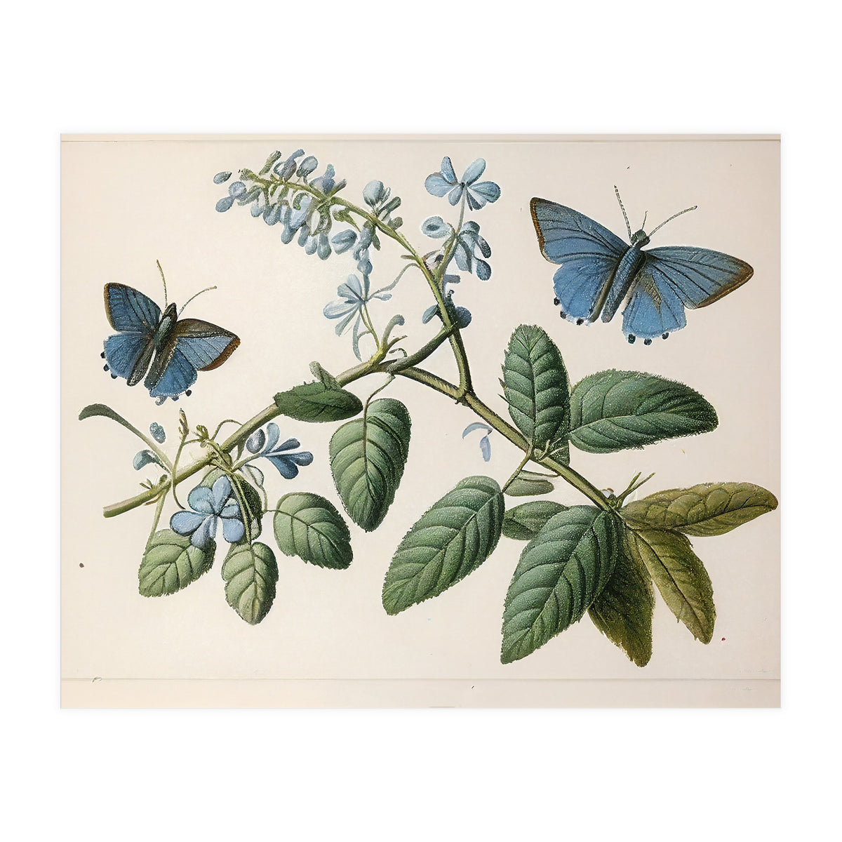 Butterflies Vintage Illustration (Print Only)
