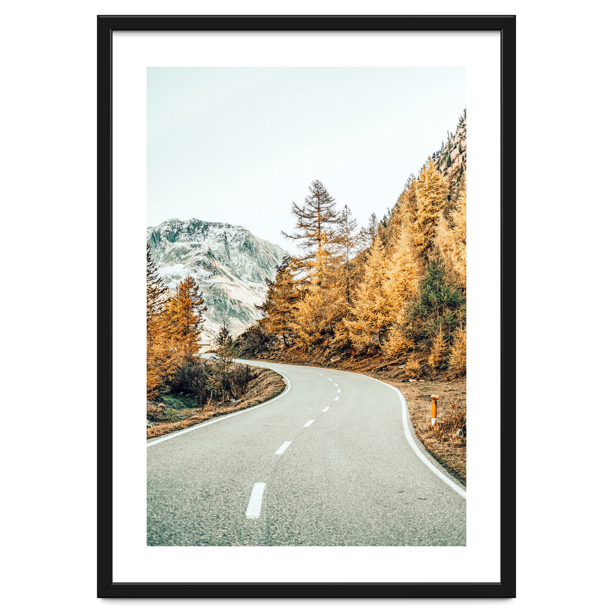 Snow and Golden Pine