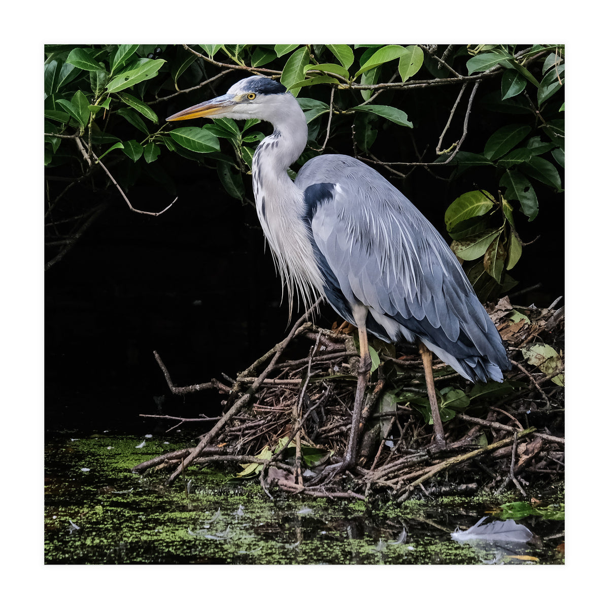 Heron (Print Only)