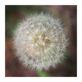 dandelion clock (Print Only) thumbnail