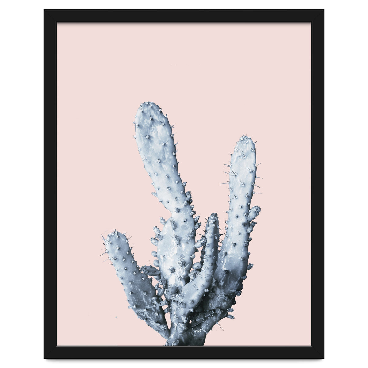 Cactus collection BL-I