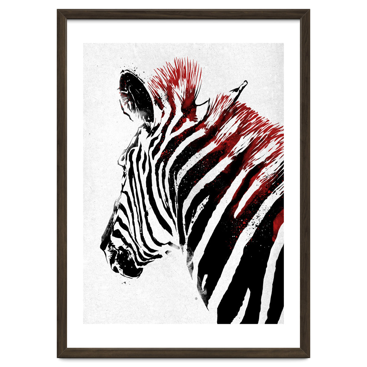 Zebra