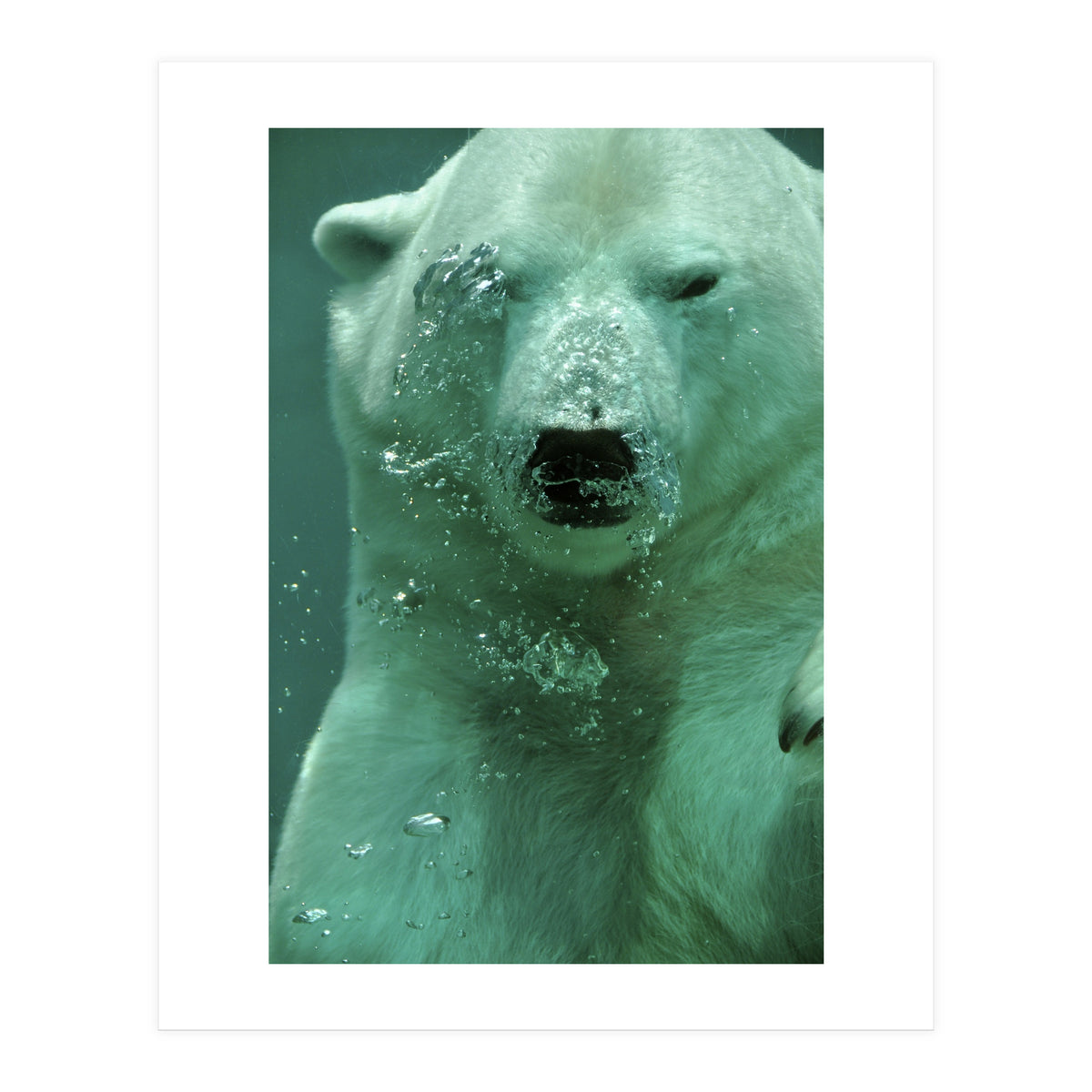 Polar Bear Under Water (Print Only)