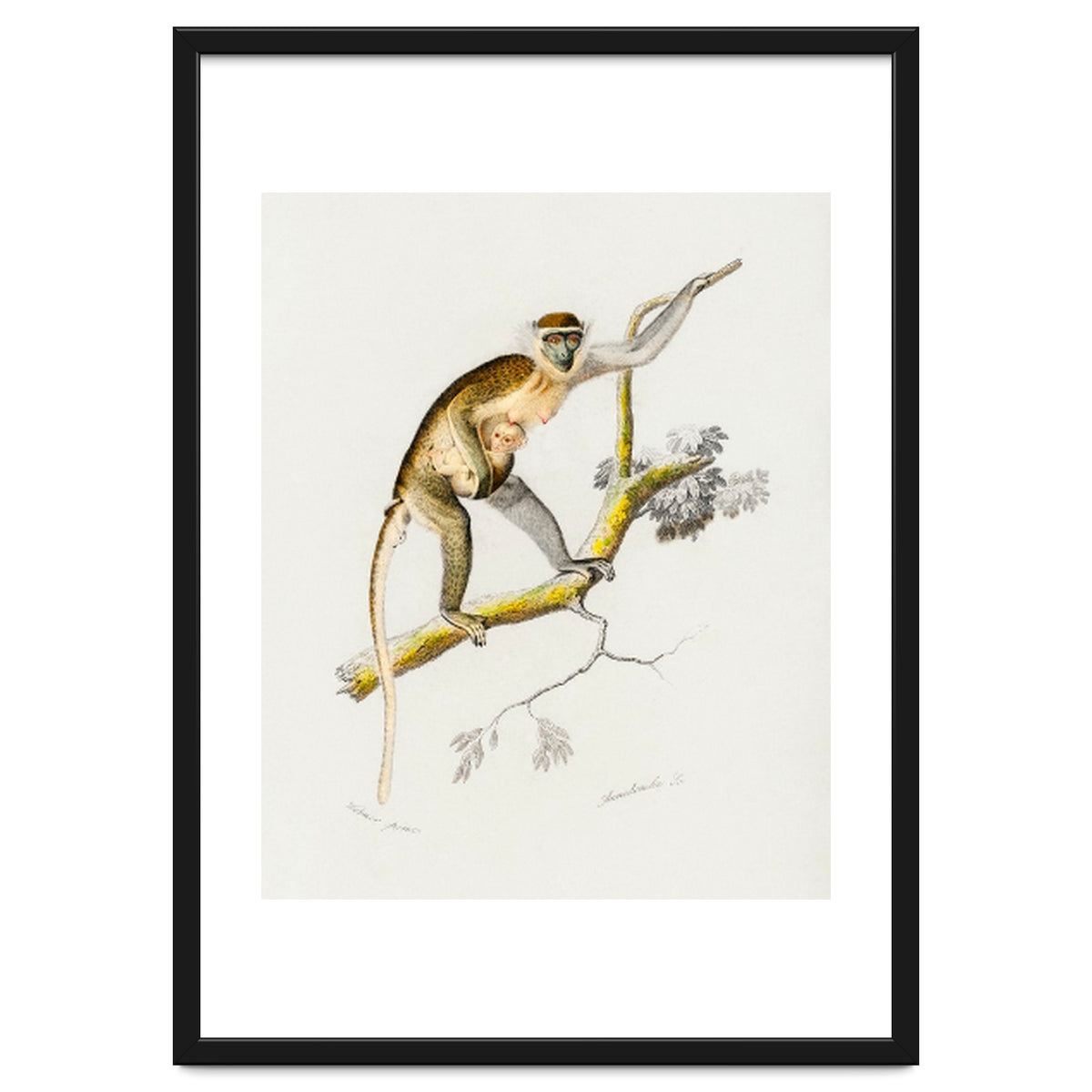 Cercopithecus griseus illustrated