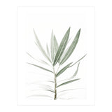 Foliage (Print Only) thumbnail