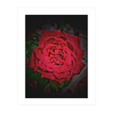Red Rose (Print Only) thumbnail