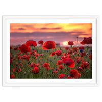 Poppies at Evening