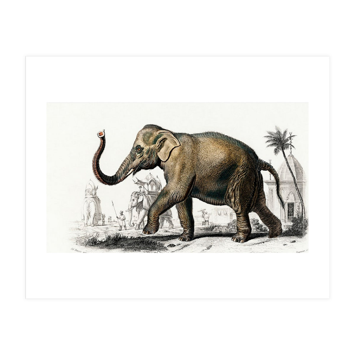 Asiatic elephant indicus illustrated (Print Only)