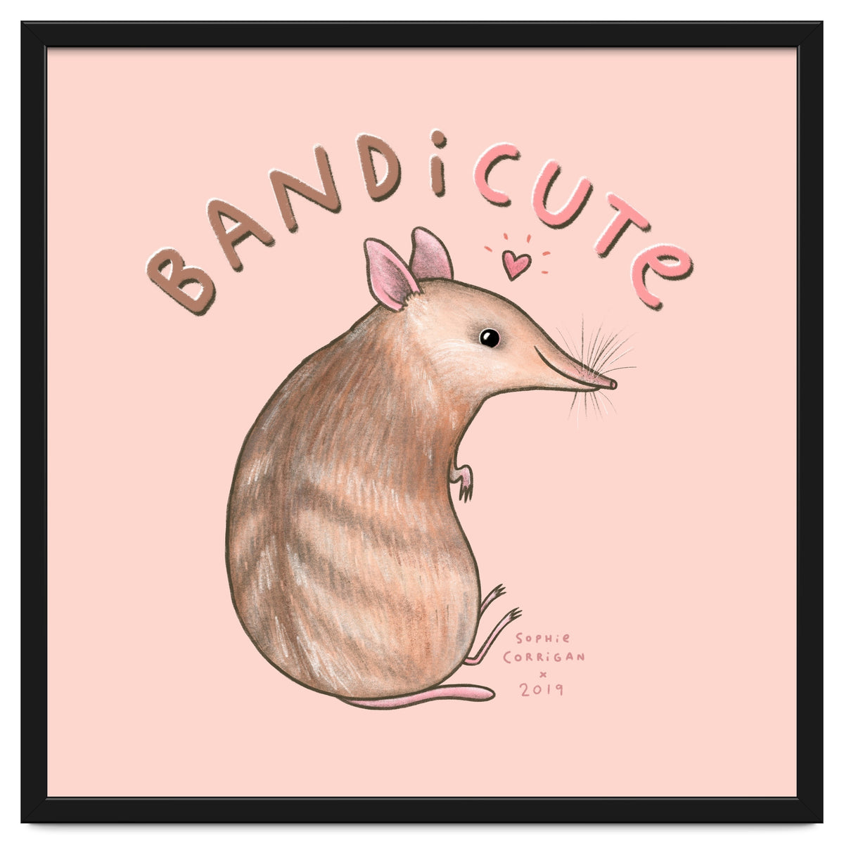 Bandicute