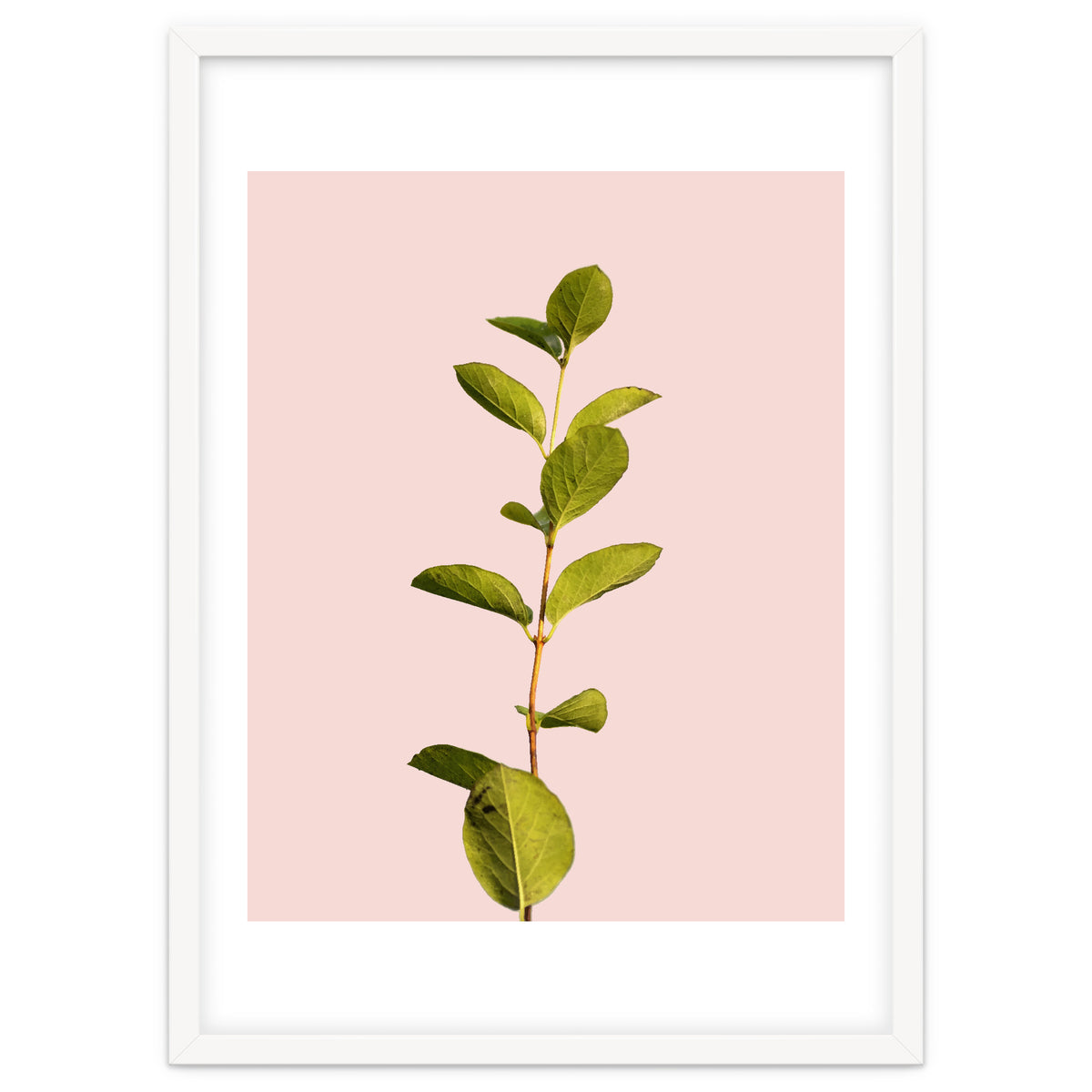 Botanical Art V3