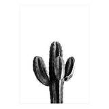 Cactus Black And White 03 (Print Only) thumbnail