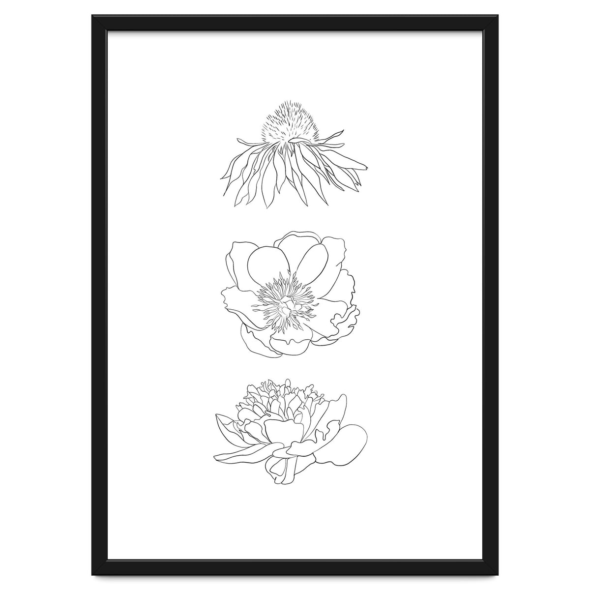 Hand Drawn Flowers