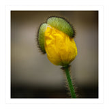 Yellow Poppy Opening  (Print Only) thumbnail
