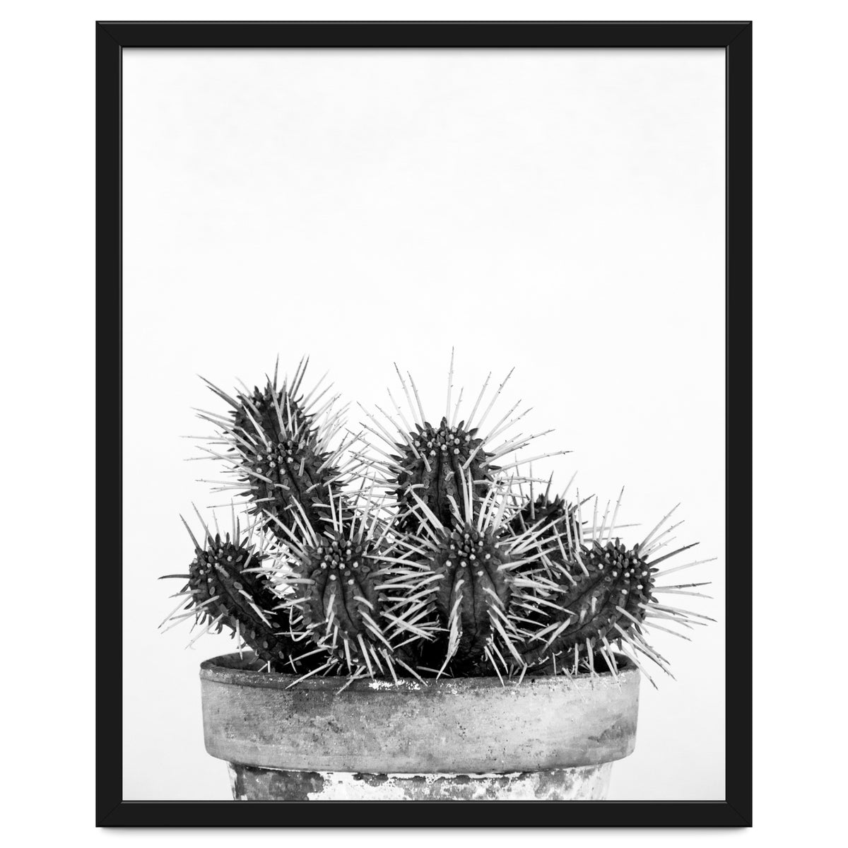 Cactus nature II