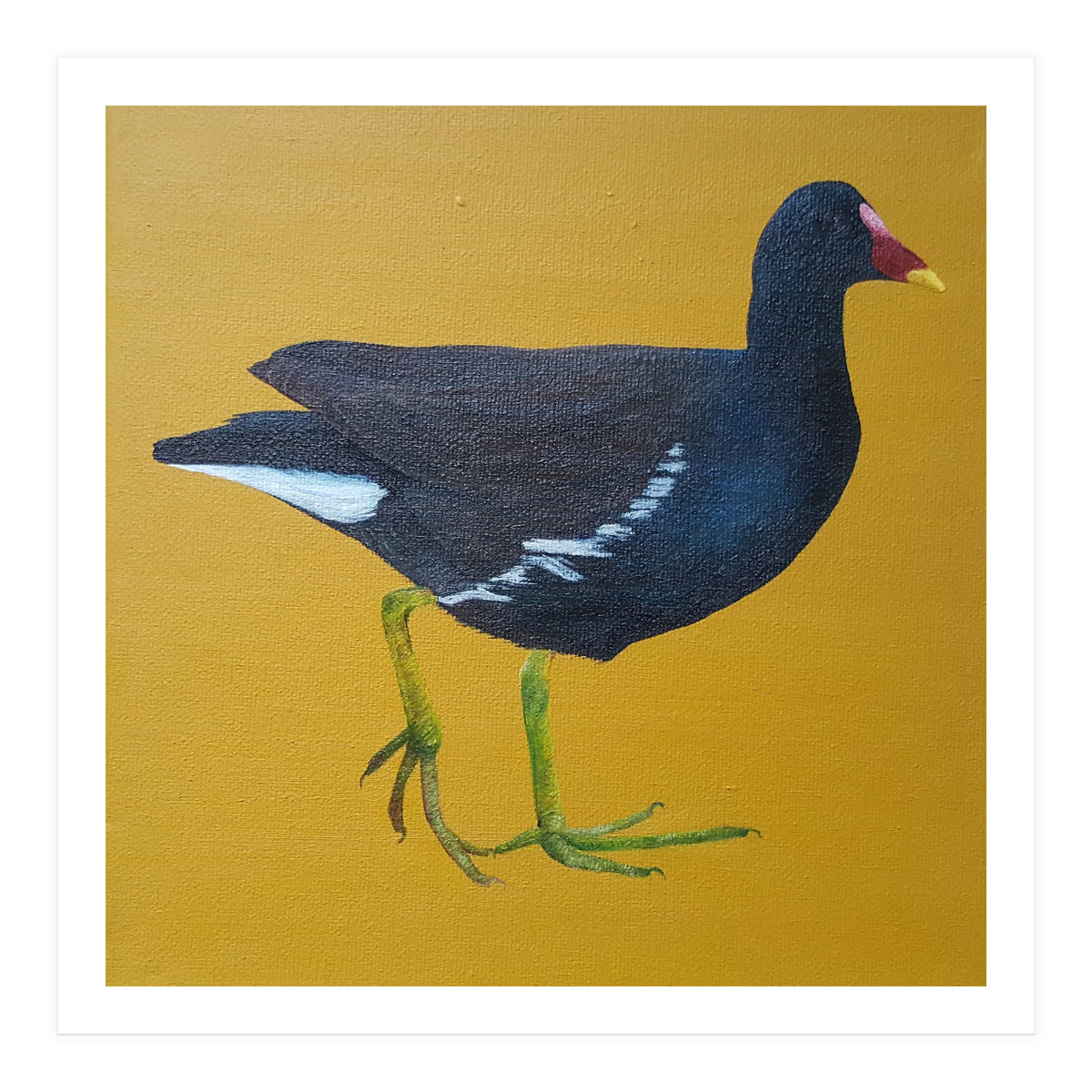 Moorhen (Print Only)