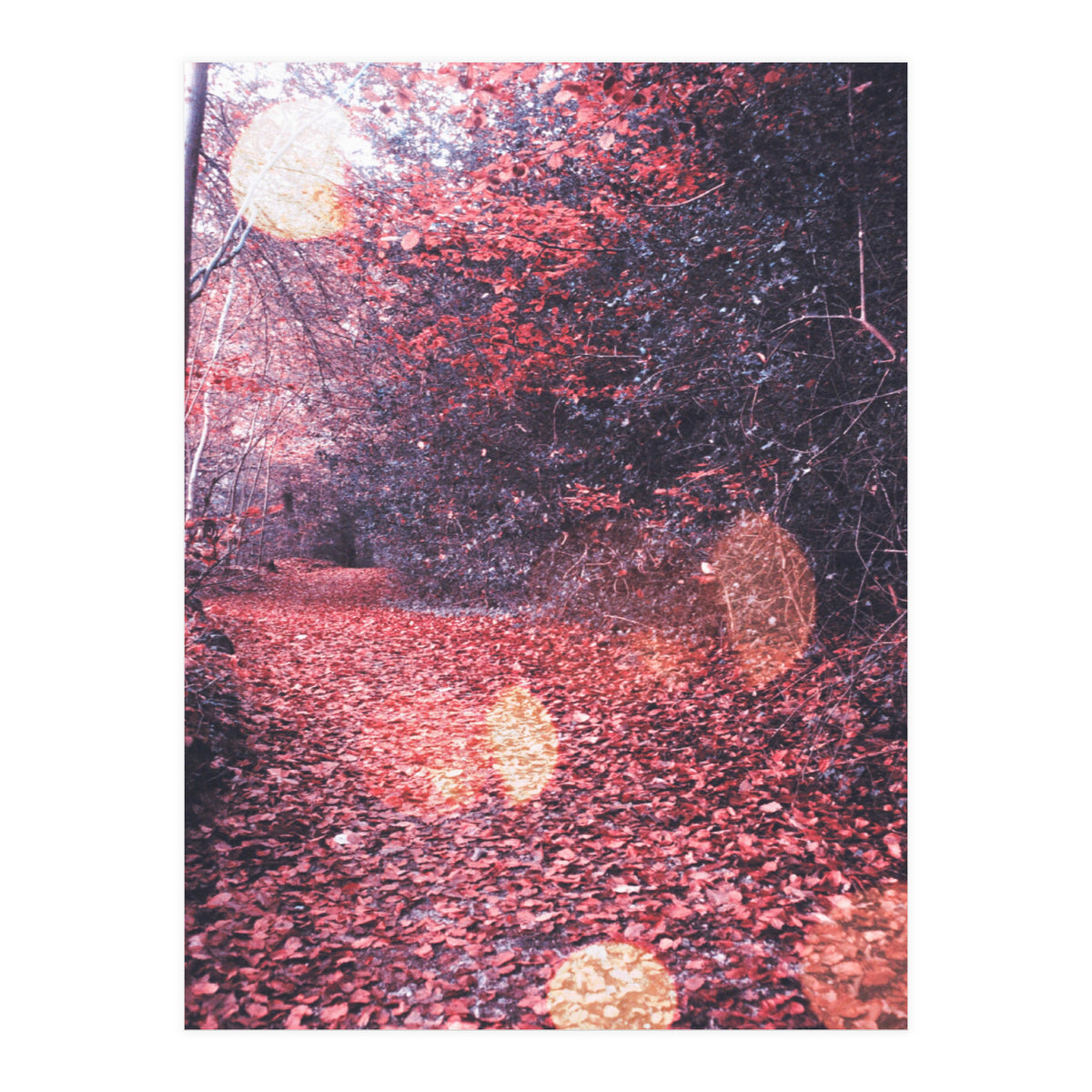 Autumn Flares (Print Only)