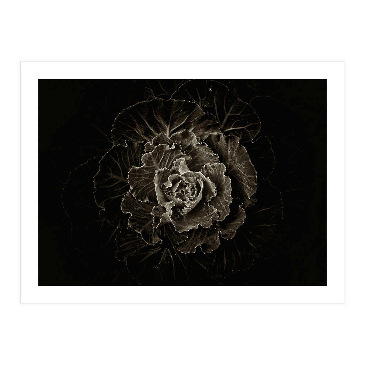 Backyard Flowers No 100 Sepia Version (Print Only)