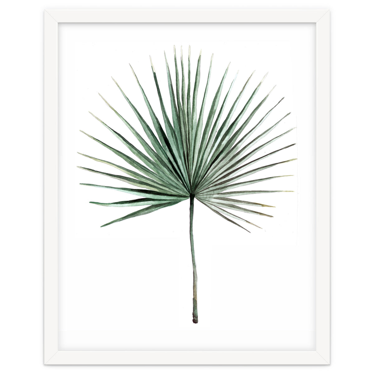 Botanical Illustration Fanpalm