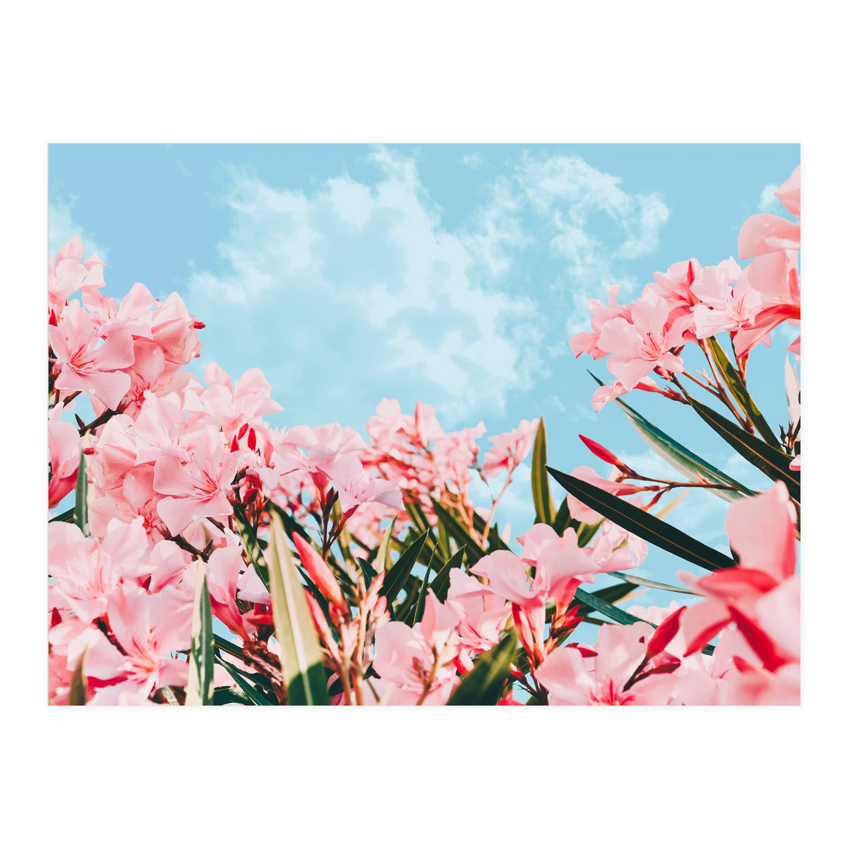 Blush Blossom II (Print Only)