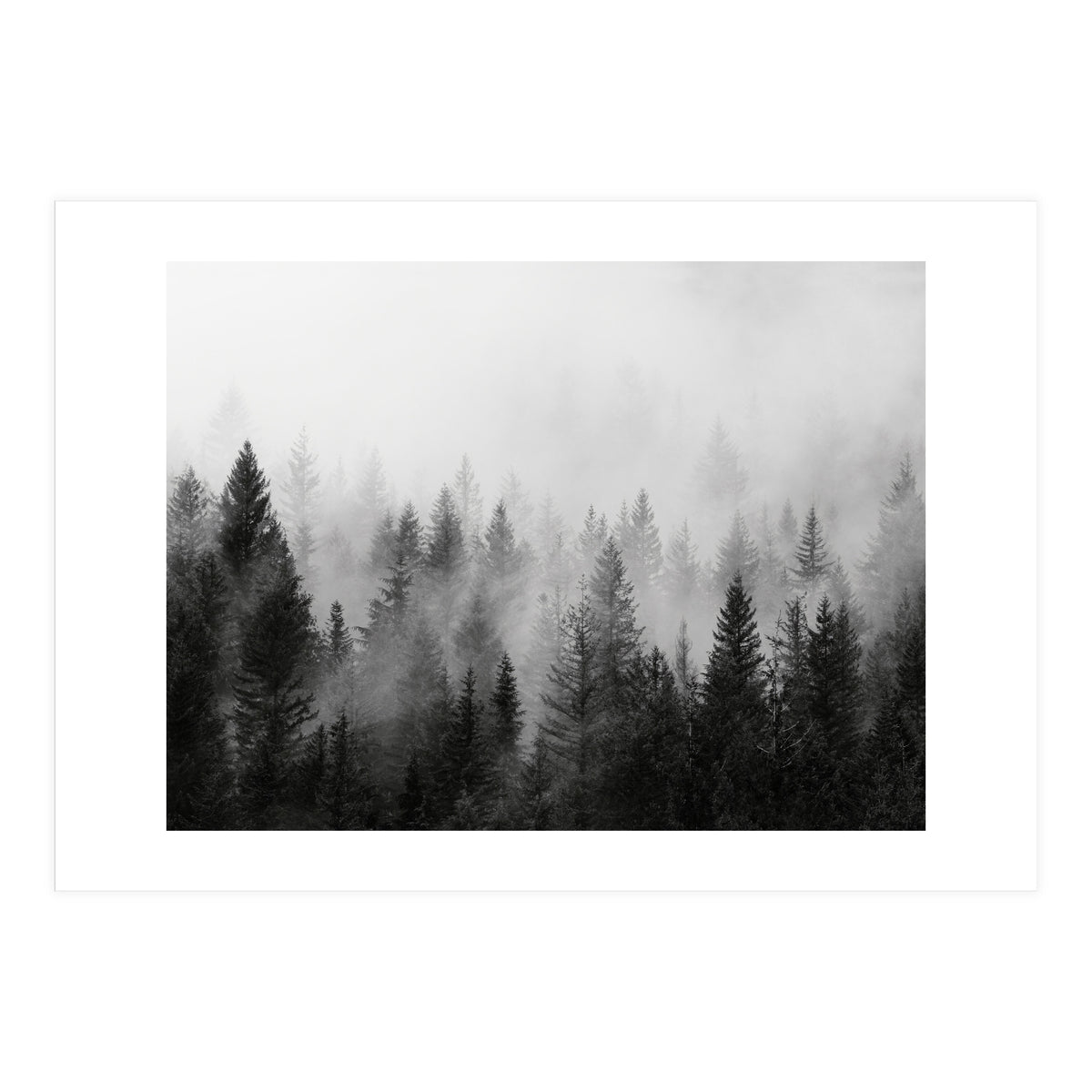 Black and White Forest (Print Only)