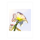 Amaryllis 2 (Print Only) thumbnail