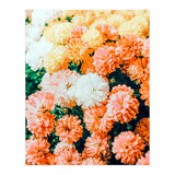 Garden Song (Print Only) thumbnail