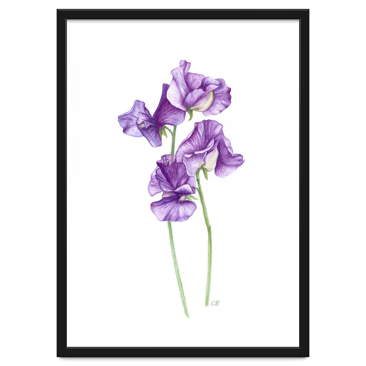 A Purple Posy Of Sweet Peas