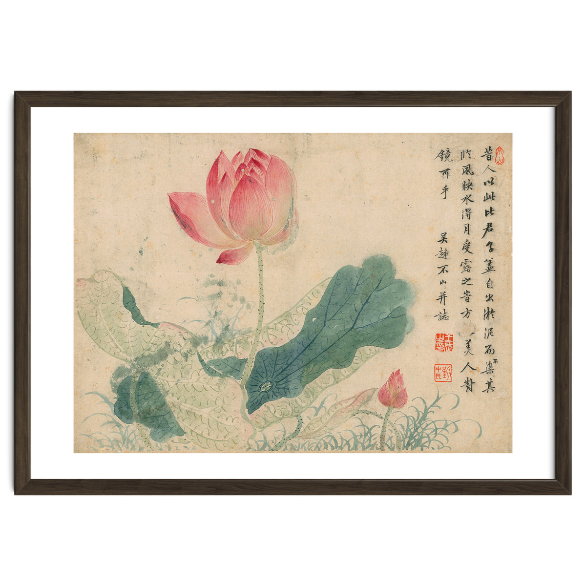 Qing Wangwu Flower album, lotus, lotus leaf, pond, copy of water grass