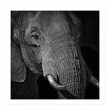 Elephant (Print Only) thumbnail