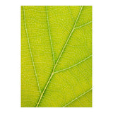 Autumn Leaf (Print Only) thumbnail