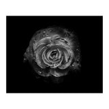 Backyard Flowers In Black And White No 64 (Print Only) thumbnail