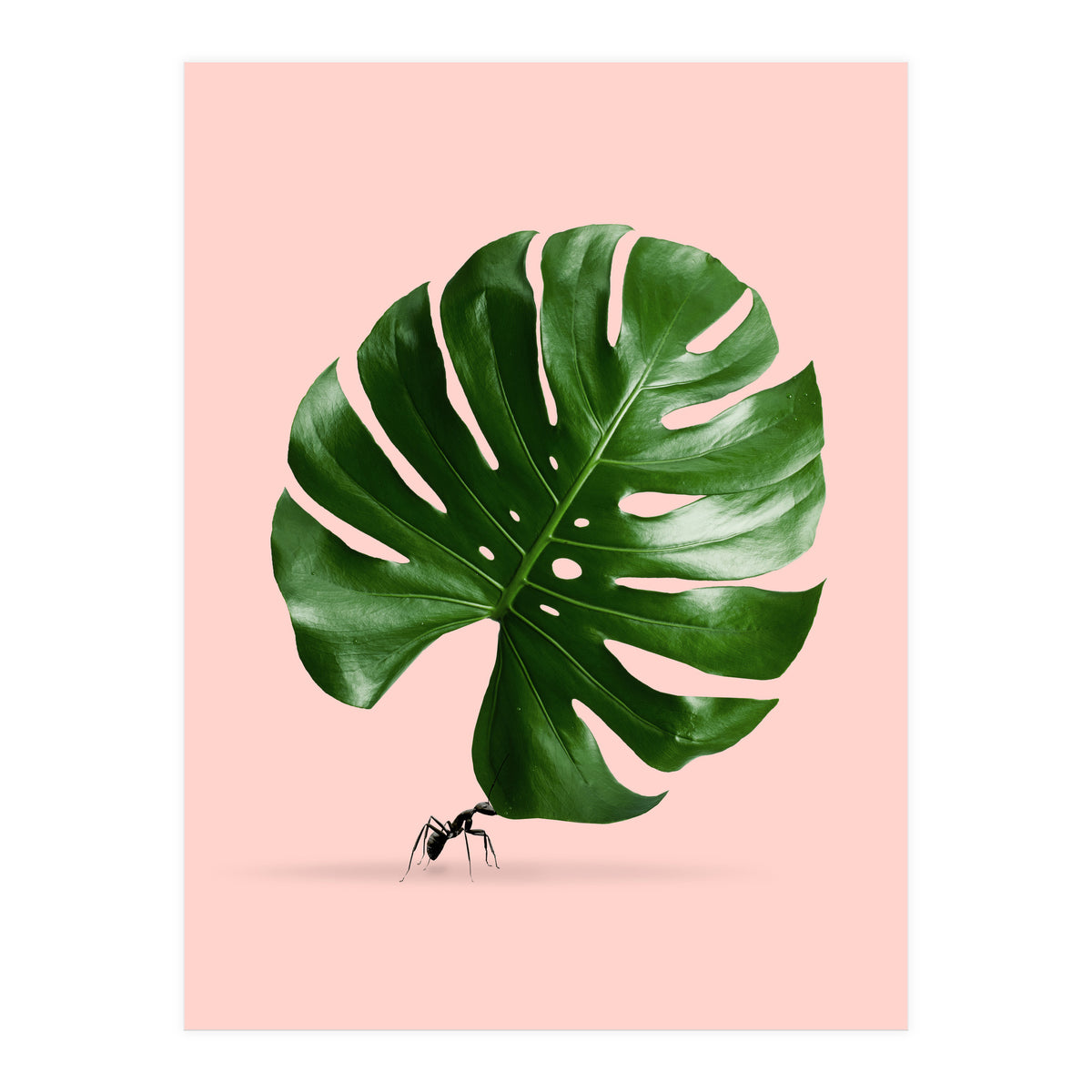 Monstera Ant (Print Only)