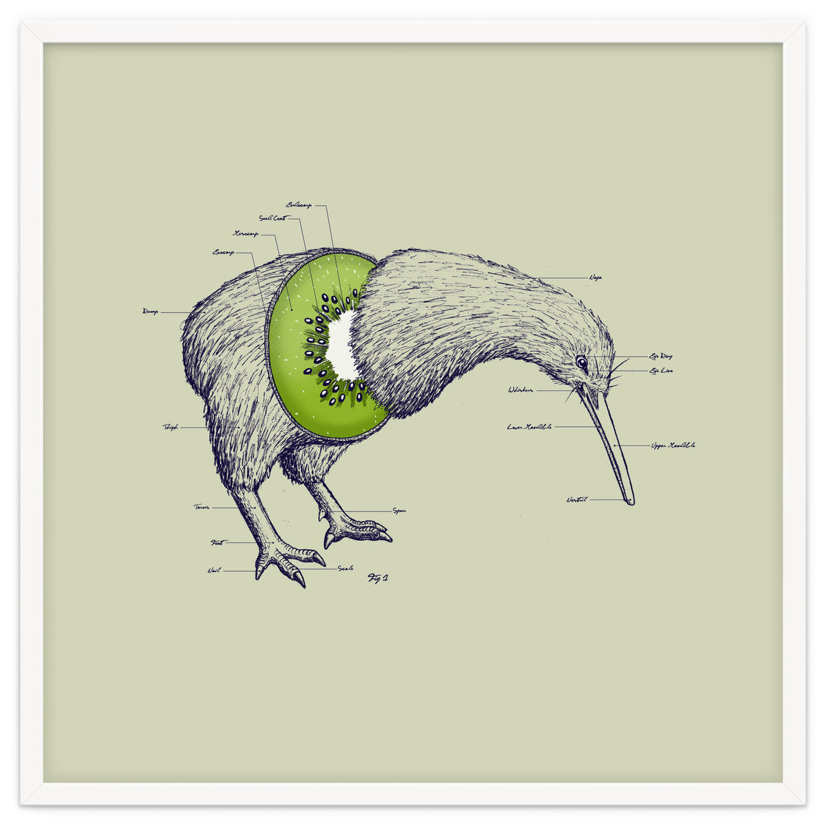 Kiwi Anatomy