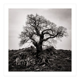 Gnarled Tree (Print Only) thumbnail