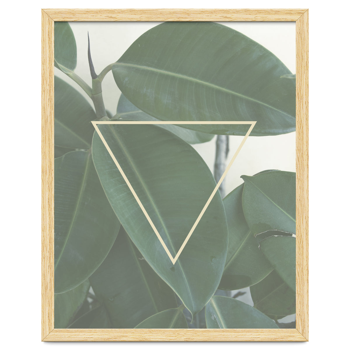 ficus triangle