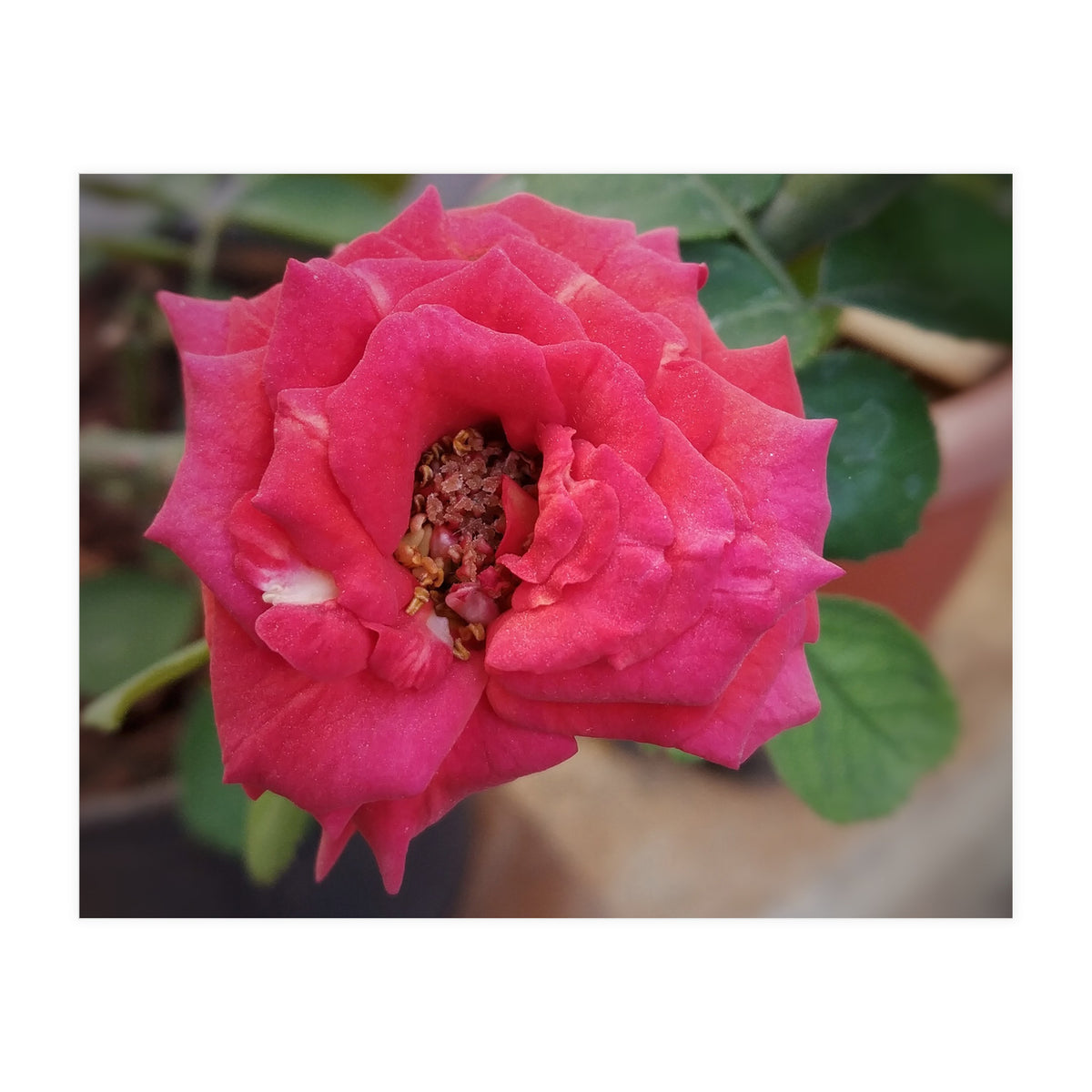 Blooming Red Rose (Print Only)