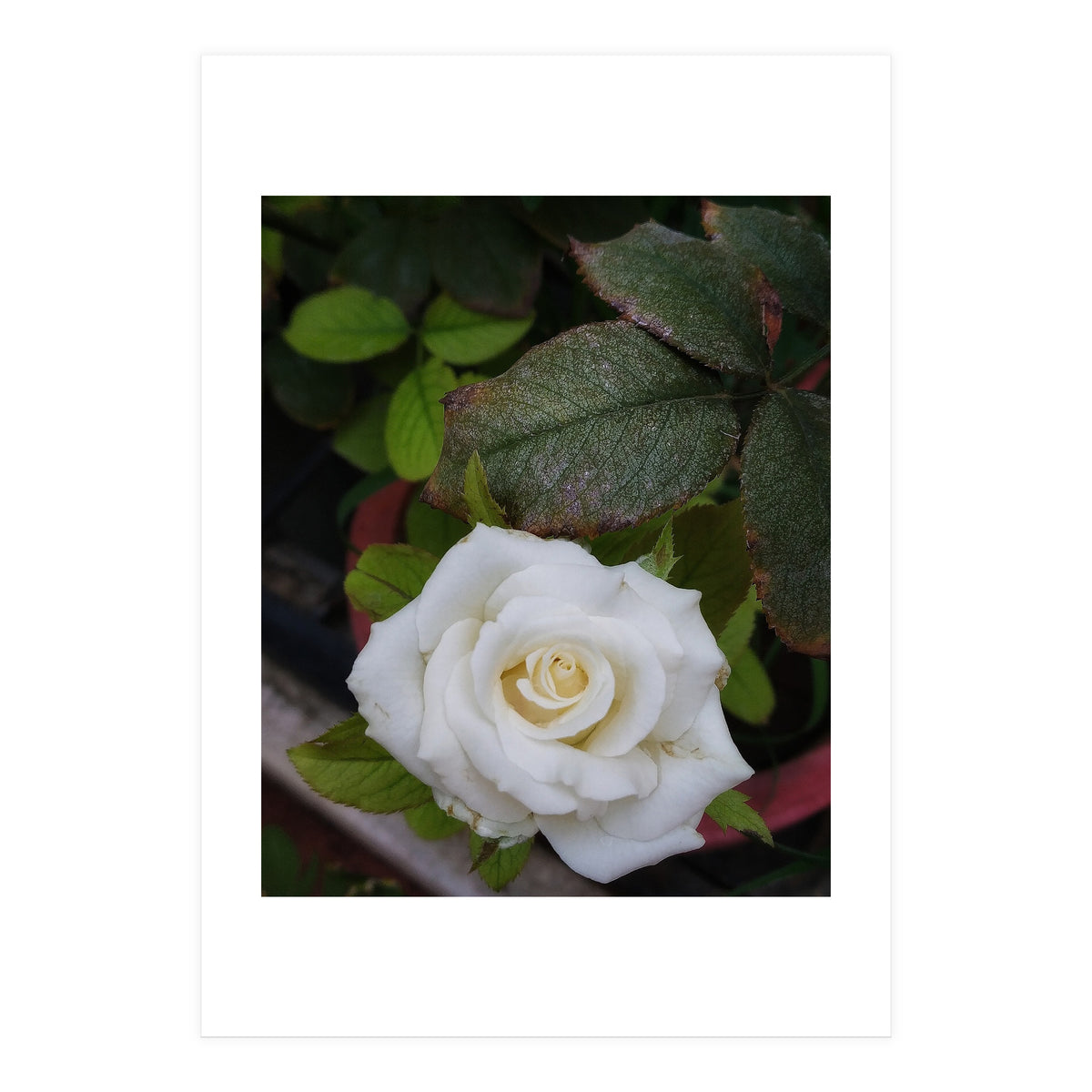 Angel Rose (Print Only)