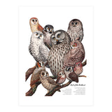 Owls Of The Northeast (Print Only) thumbnail