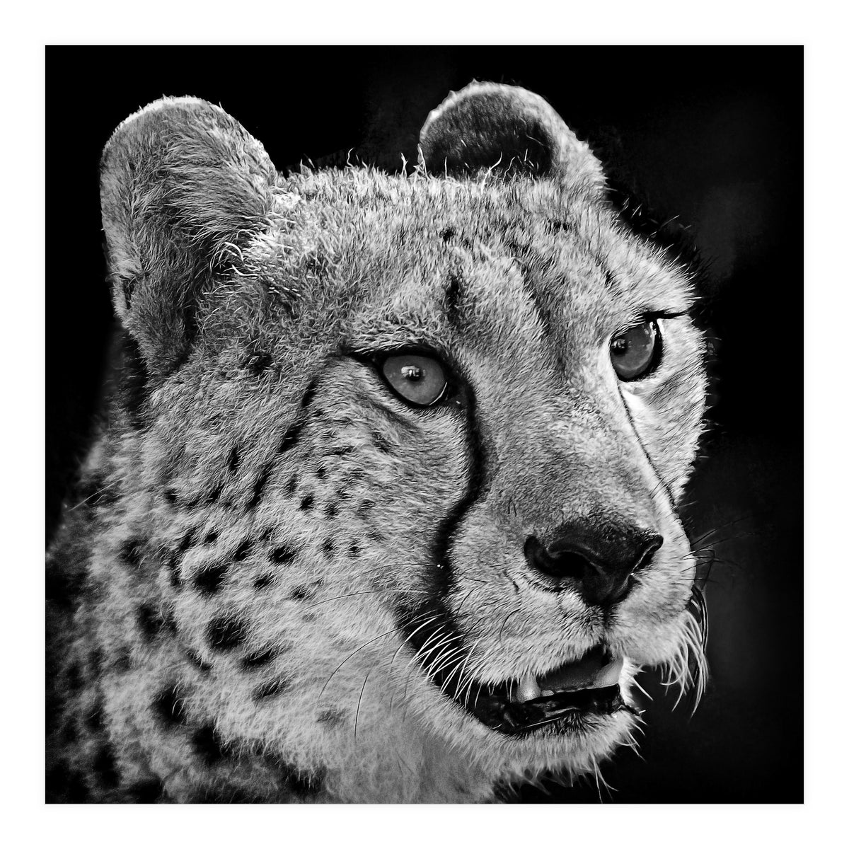 Cheetah (Print Only)