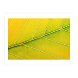 Autumn Leaf (Print Only) thumbnail