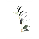 Untitled #14 - Eucalyptus (Print Only) thumbnail
