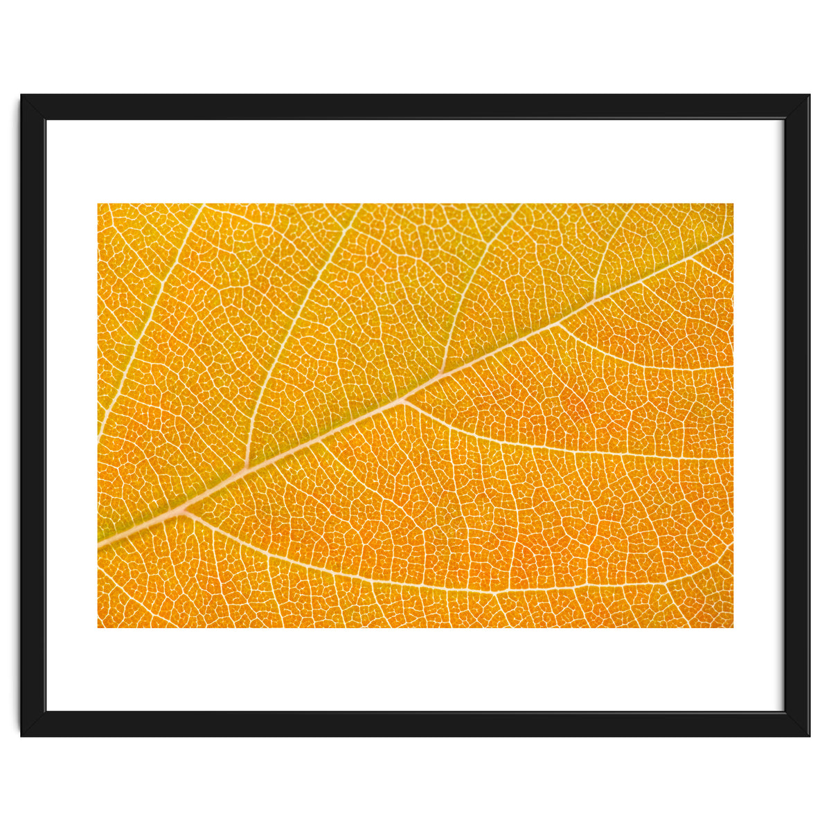 Autumn Leaf