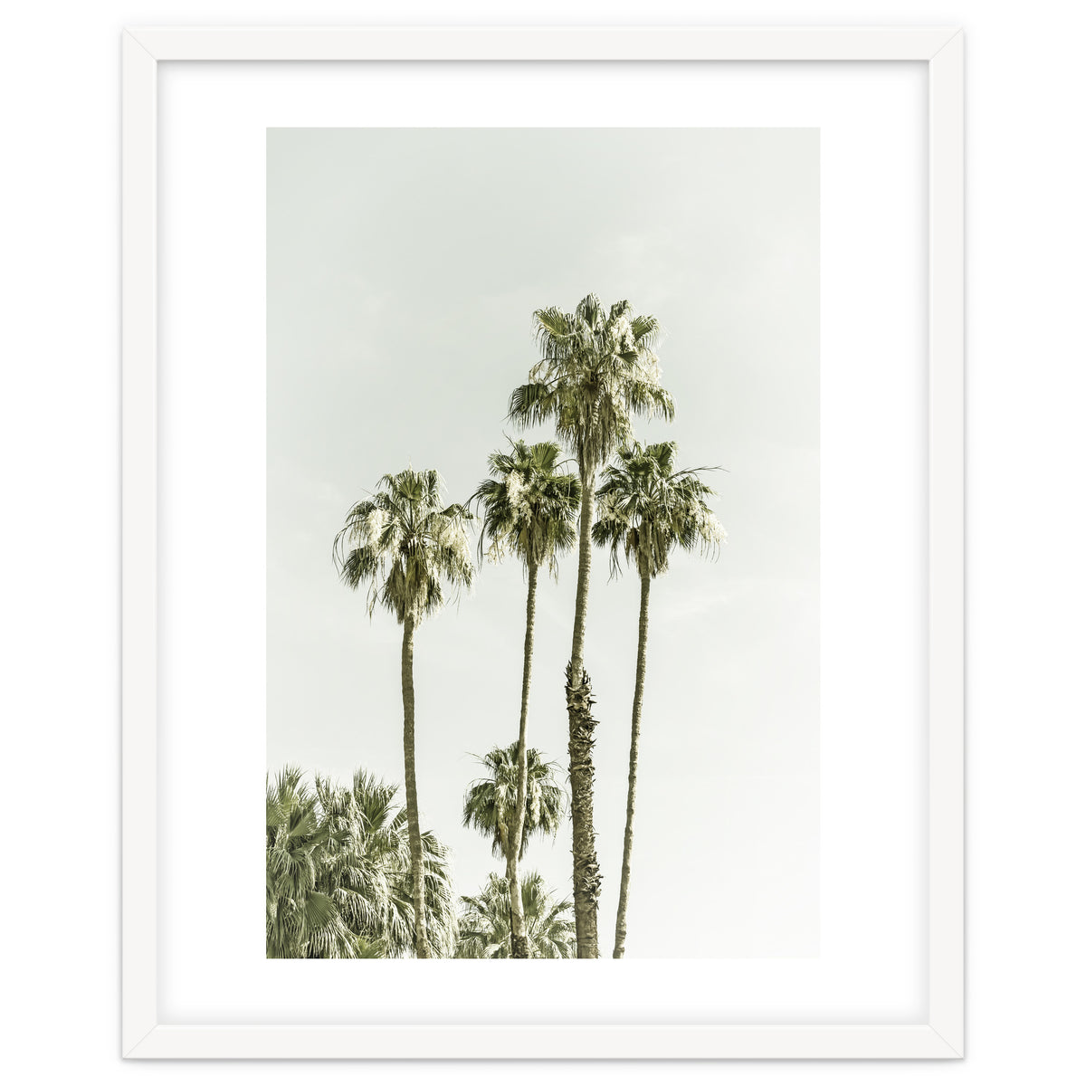 Palm Trees Summertime