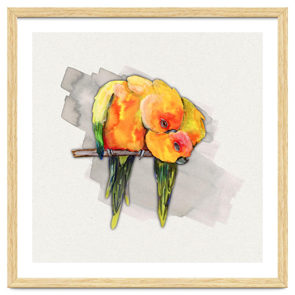 Two cuddling sun conures