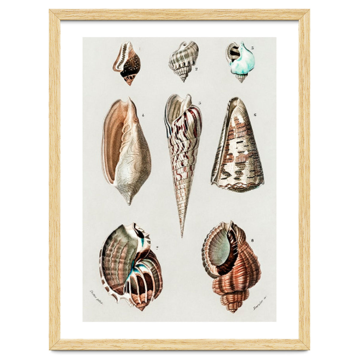 Different types of mollusks illustrated
