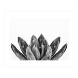 Cactus flower (Print Only) thumbnail