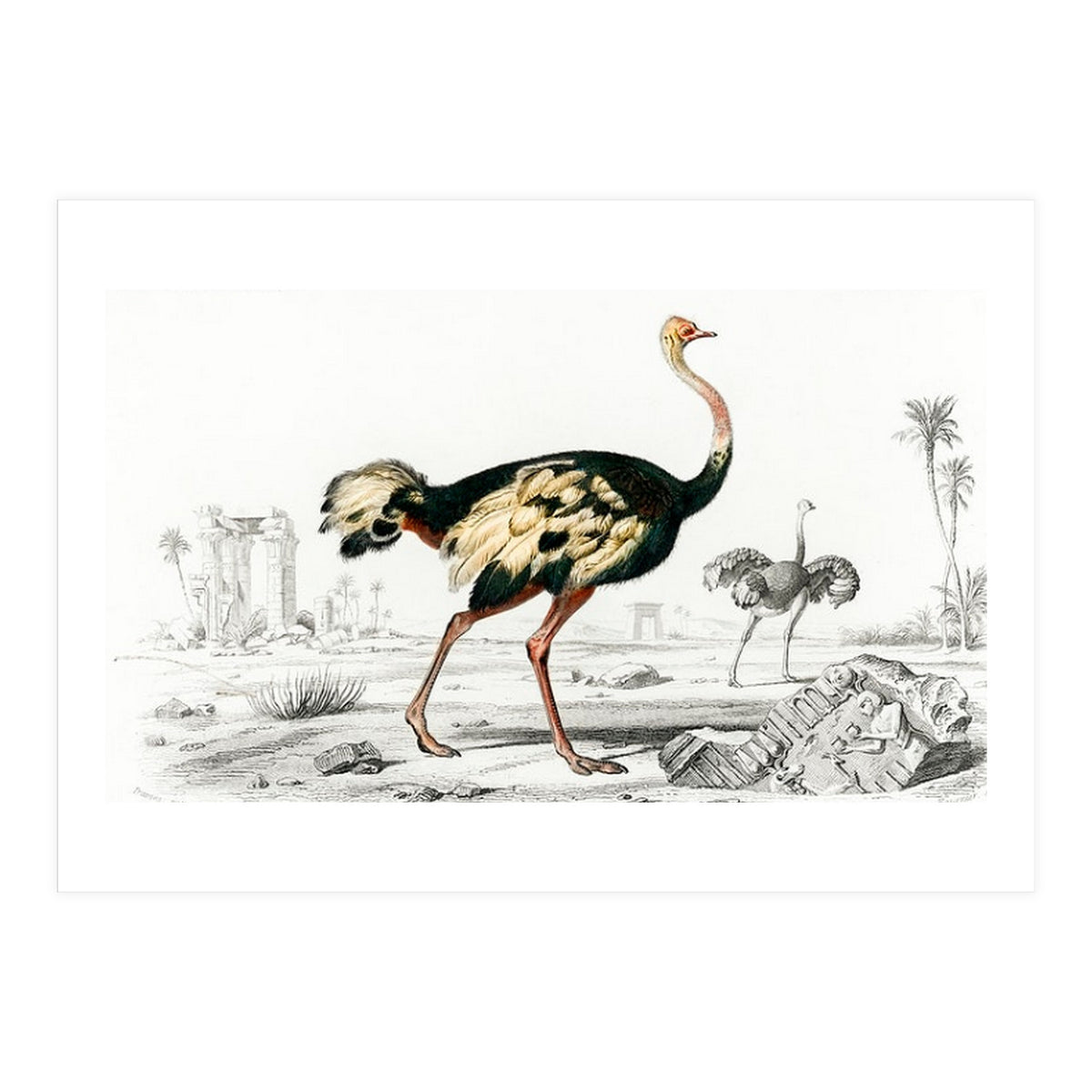 Struthio illustrated (Print Only)