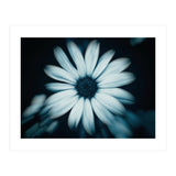 Bellis Perennis (Print Only) thumbnail